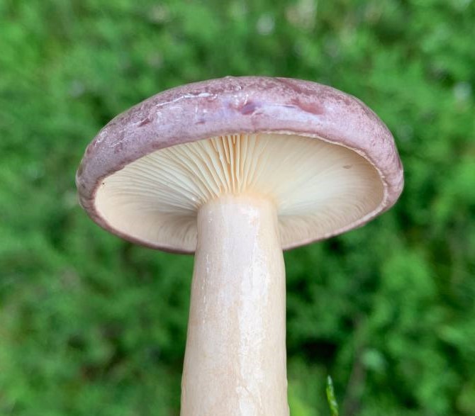 Pilzschule Frankenpfalz